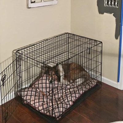 https://www.snazzylittlethings.com/wp-content/uploads/2016/03/Before-Dog-Bed-Corner-by-SnazzyLittleThings.com_-400x400.jpg